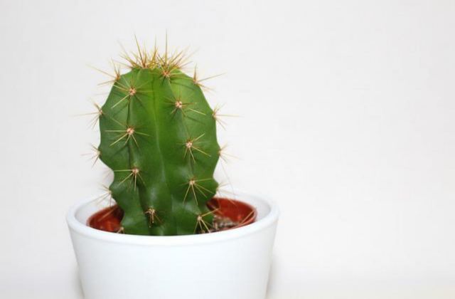 A cactus on a white background