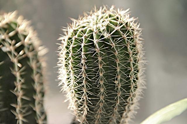 cactus