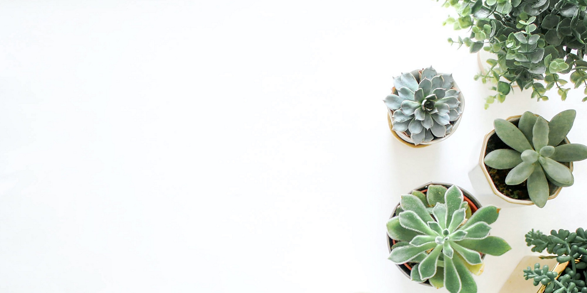 house plants on a white backgrond